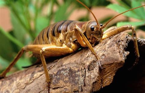 scary insects|10 Most Terrifying Insects In The World .